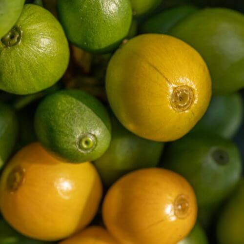 Agroexportadores Prontob2b